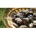 Niedrigerer Preis getrockneter Shiitake / getrockneter glatter Shiitake Pilz